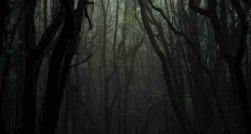 Creepy forest